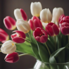 紅茶 ( apple-cha )