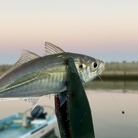 awaji-fishing