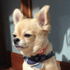 愛犬と満喫ライフ