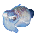 おさかなやさん ( BOB_takagi_SQUID )