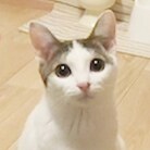 ニャンチューバーしろころ公式グッズ ( cat-shirokoro )