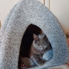 ニコボ(ぽんかん) ( isechoro )