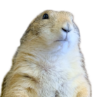 Hamuko Cafe ( hamuko_201808 )