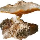 架空キノコ ( shigakinoko )