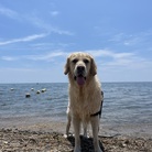 ヌックのnook ( nook_nook_life )