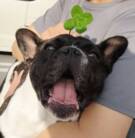 龍青琉球 ( ryusei-ryukyu )