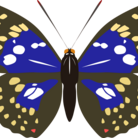 昆虫雑貨　Ento craft ( cybister1192 )