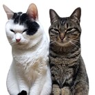 まめだいふく　と　わらびもち ( mamewarabi )