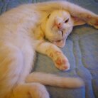 チャイハチノアのお店 ( ui_ishi )