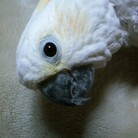 ゆきたん🌏💖🦉 ( yukitan2011 )