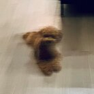 イヴィ ( ToyEvie72080 )