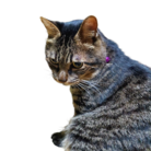 猫と主食 ( apa004 )