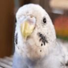 Illustratorで描いたとりさん ( BirdIllustration )