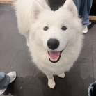いきもの ( pekoor )