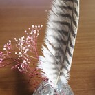 owl-of-the-world