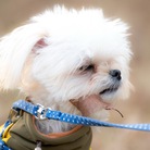 TOMOの店 ( tomoko_mokomoko )