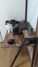 赤ちゃんと猫 ( Wanco0911 )