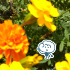 麒麟家 ( kirinnosuzuri )