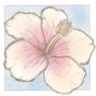 Hi! Biscus ( Hi_biscus )