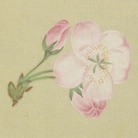 SAKURA WORK ( SAKURA_WORK )