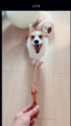 TORO officials ( TORO_corgi )