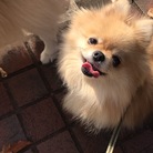 ポメラニアン　毛玉ちゃん ( kedamachandayo )