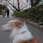 自分のための店 ( mumumwu )