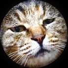 猫中毒〜Neko Addict〜 ( nick_CatAddict )