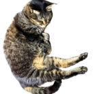 不確かな世界に放つ確かな強か（ふたしかなせかいにはなつたしかなしたたか） ( necoyoo )