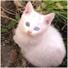 Lumi Towncat shop ( LumiTowncat )