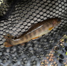 釣り馬鹿は最高の褒め言葉 ( Fishing-Fool_azumino )