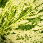 Macro Green Gallery 🌿 観葉植物と花のグッズギャラリー ( macrogreen_y )