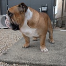 ぶるっと ( kurumi_Bulldog )