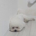 しろくて可愛いいぬ ( MARU0506 )