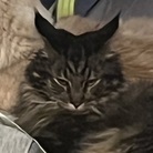 メインクーンのいる家。 ( MaineCoon-House )