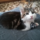 maguro_maineCoon