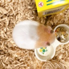 ハム‪☆こまち ( mackey-hum )