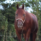 Horseman's ranch ( ninja-1fKbEBvPAOP3 )