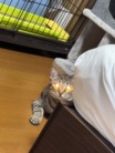 猫のはちみつレモンティー ( neco_neco_neco )
