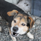 かわかみ ( ss_ss_ss )