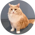 もふもふもうふ😻 ( mo-ufu )