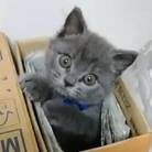 ぶりしょまにあ ( Burimania )