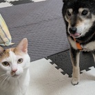 はるきんち🐾〜小さな命の祈り〜 ( harukinchi-chisanainochino-inori )