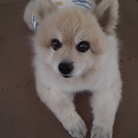 ぱんだ ( Panda2828 )