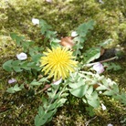 四季の花と色のひとしずく ( orangeflower )