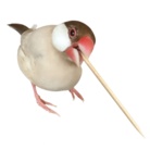 pi-suke ( tinpira_kinako )