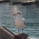 富士山写真館 ( daisenbu )