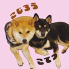 柴犬こじとこてつ ( Rue_r )