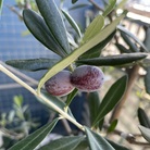 olive note ( olive_note )