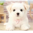 SIRIUS ( aozora138 )